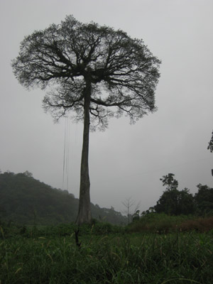 Tree in Mexico
