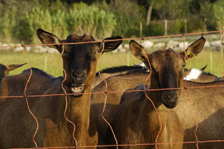 Visiting the goat farm