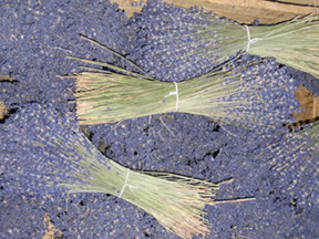 Bunches of Lavender