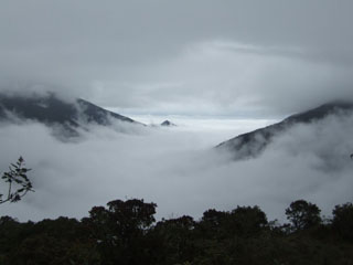 Cloud Forest to Manu